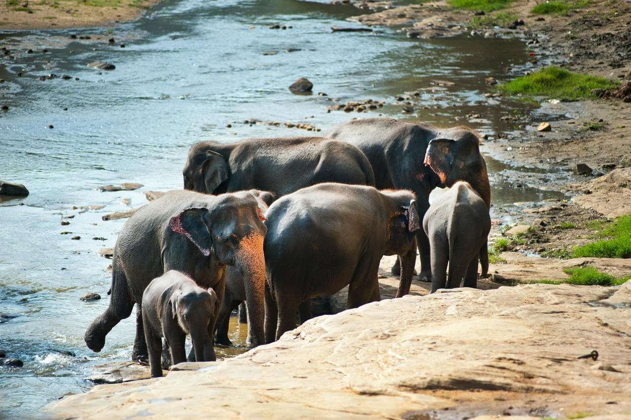Elephants at the river — Sri Lanka