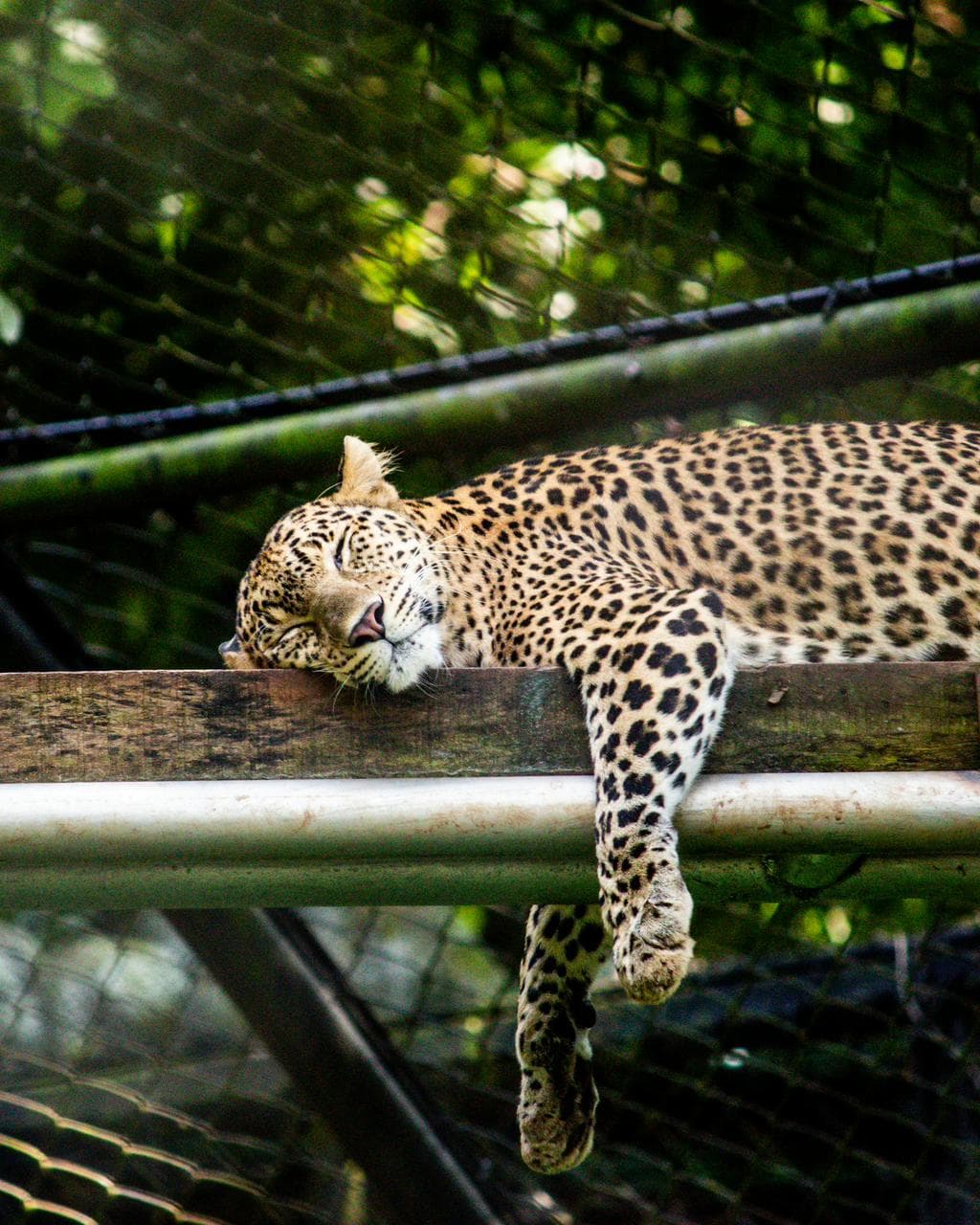 Wilpattu Safari