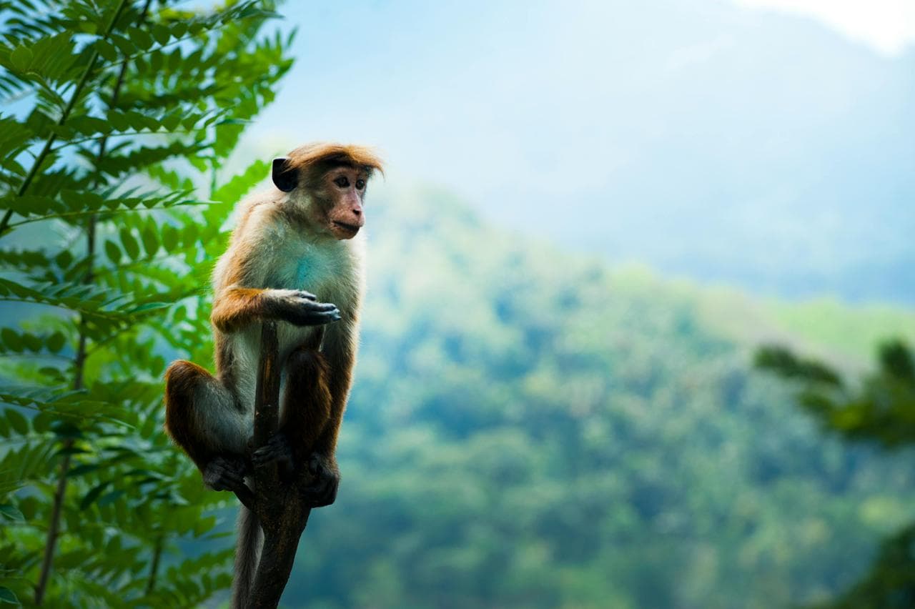 Wild monkey in Sri Lanka jungle