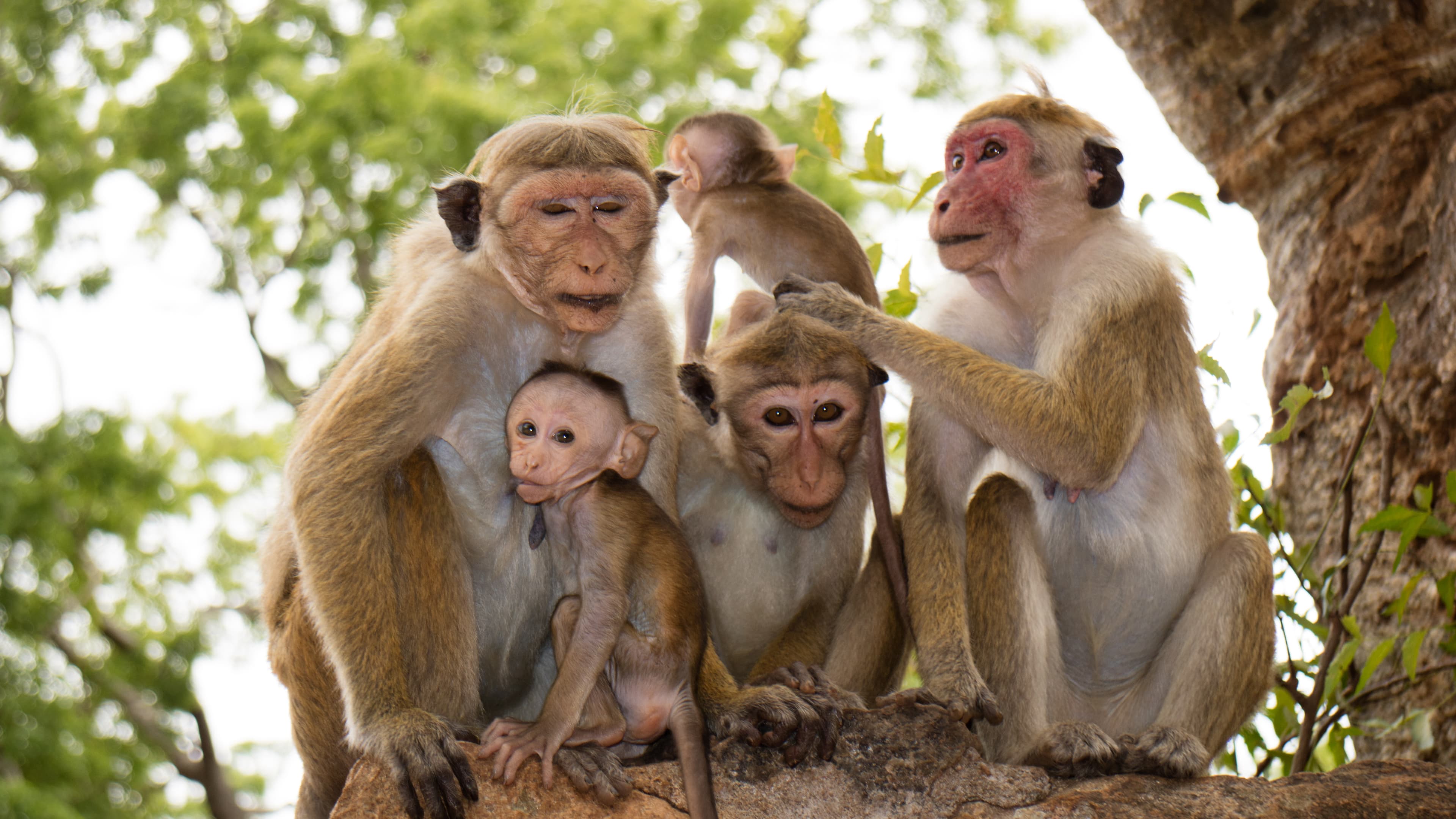 04 Days Miniature Tour of Sri Lanka